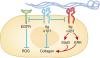 Collagen binding integrins exert opposing effects in the regulation of glomerular homeostasis.